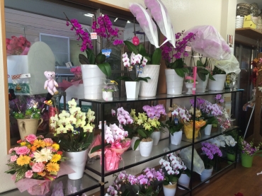 宮崎県宮崎市の花屋 ふらわーしょっぷらぶにフラワーギフトはお任せください 当店は 安心と信頼の花キューピット加盟店です 花キューピットタウン